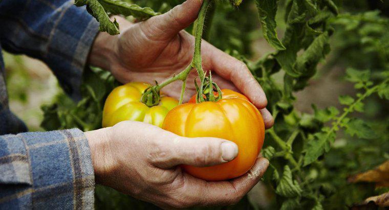 Quali sono alcuni suggerimenti per la coltivazione del pomodoro?