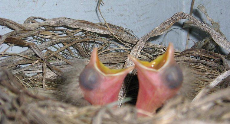 Cosa mangiano gli uccelli appena nati?