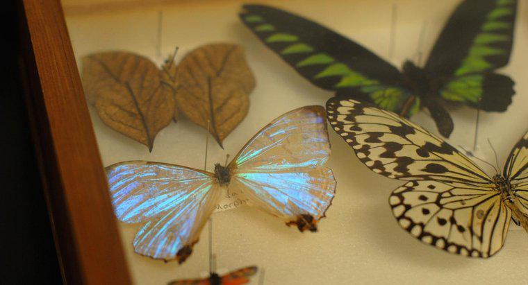 Come vengono conservate le farfalle morte?