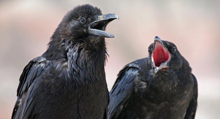 Cosa mangiano i corvi?