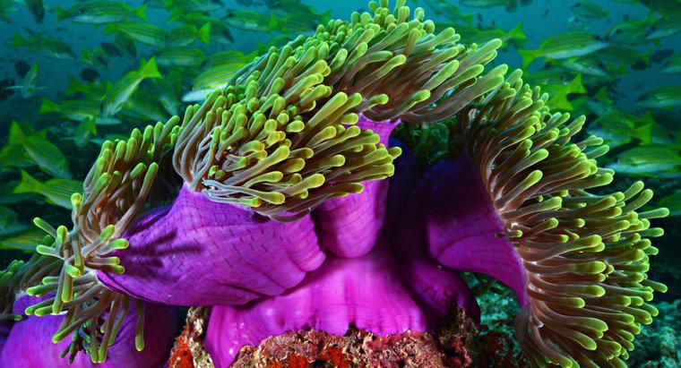 Quali forme di riproduzione utilizza l'anemone di mare?