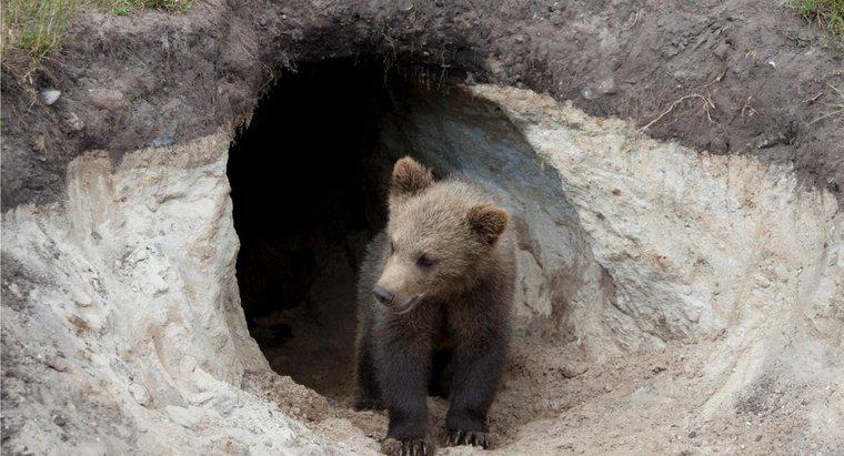 Do Bears Live in Caves?