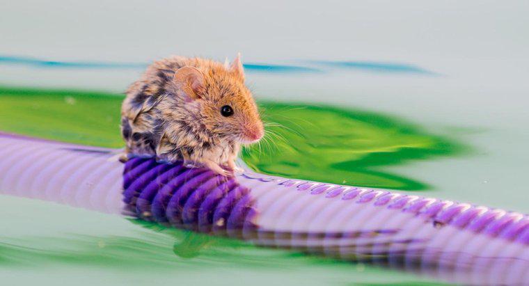 I topi possono nuotare?