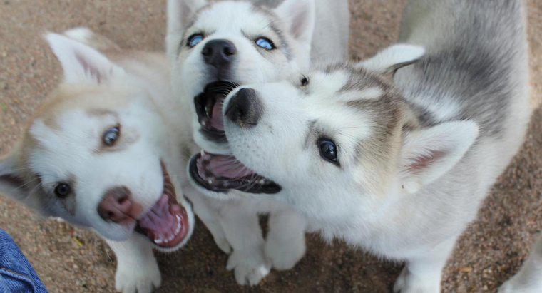 Quanti cuccioli hanno di solito i husky siberiani?