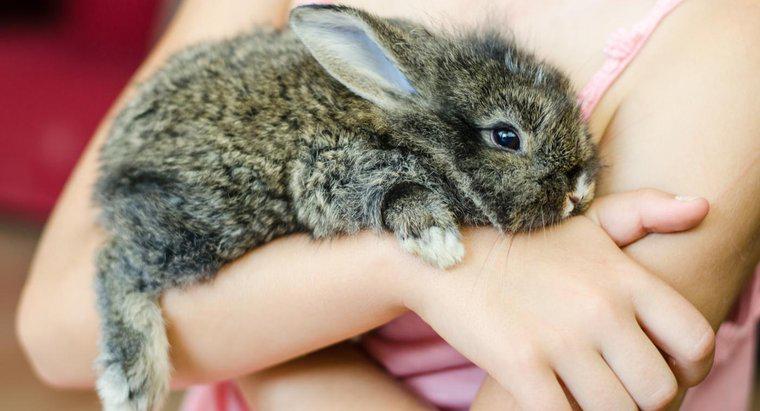 Ci sono negozi di animali che vendono coniglietti?
