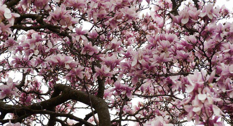 Cosa impedisce la fioritura degli alberi di magnolia?