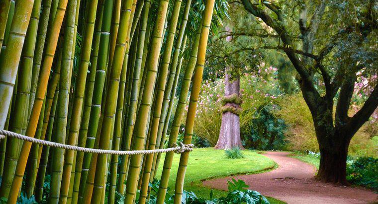 Bamboo è velenoso per gli umani?