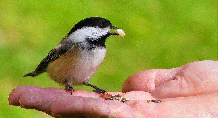 Gli uccelli possono mangiare riso cotto?