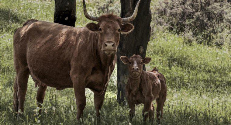 Qual è il nome di una mucca del bambino?