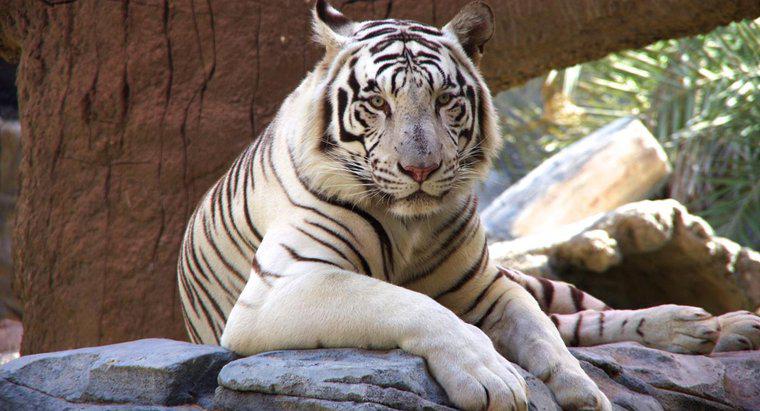 Quante tigri bianche restano nel mondo?