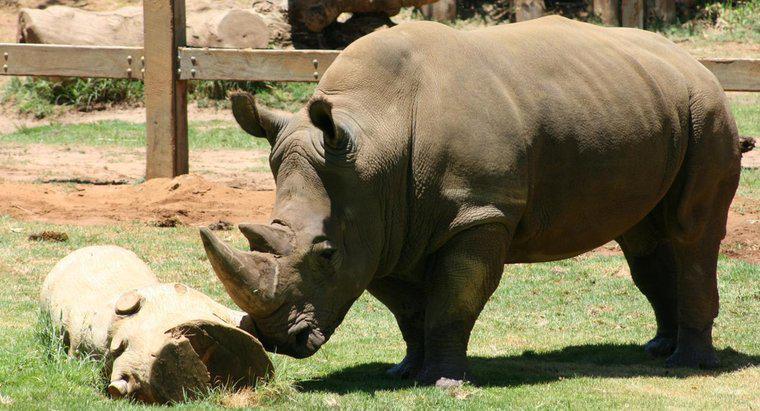 Perché i rinoceronti hanno la pelle grossa?