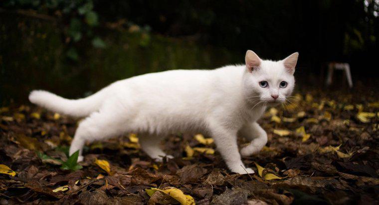 Che cosa simboleggia un gatto bianco?