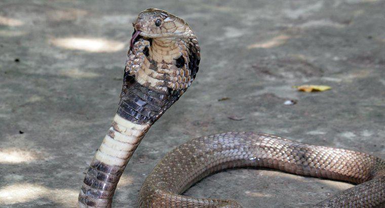 Quante specie di cobra ci sono?