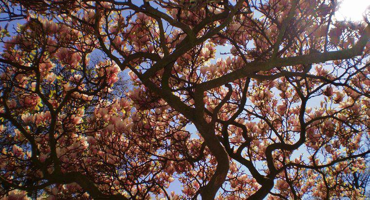 Quanto velocemente cresce un albero di magnolia?