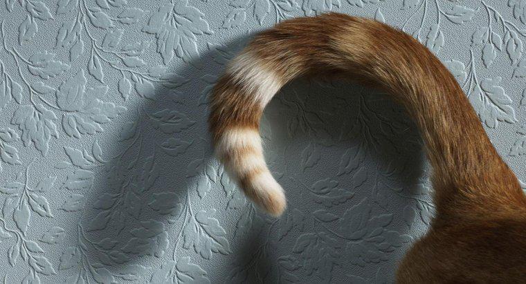 Cosa significa quando un gatto si agita la coda?