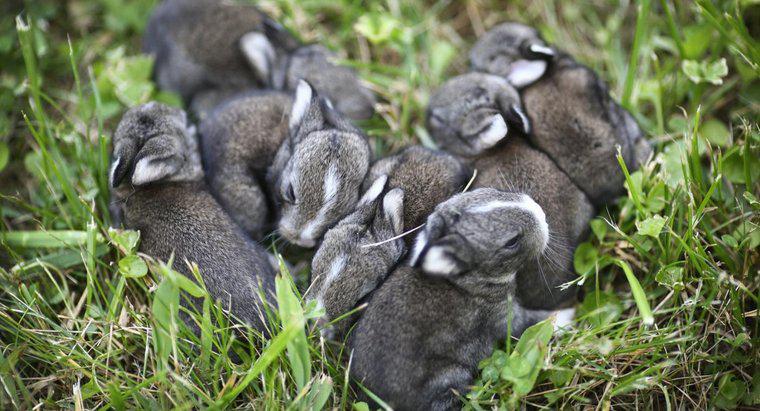 Quanto dura la gravidanza di un coniglio?