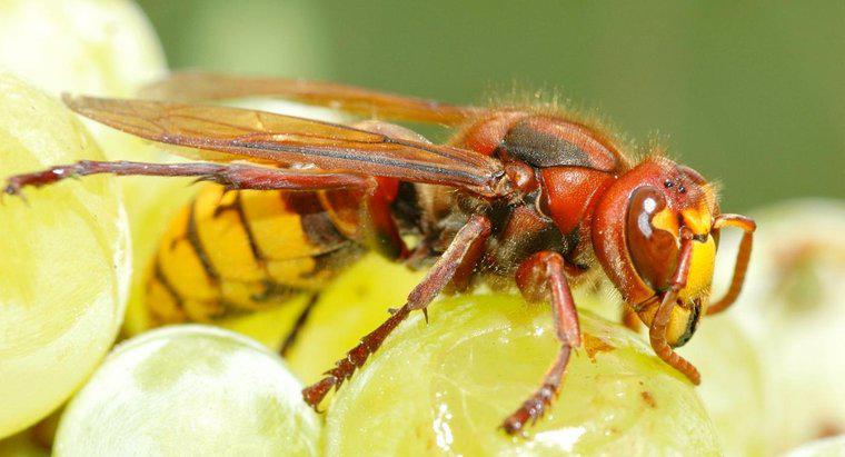 Qual è la differenza tra vespe e calabroni?