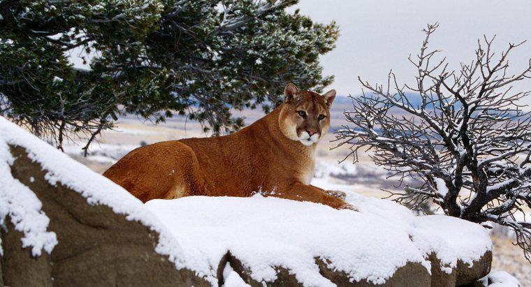 Cosa mangiano le Wild Mountain Lions?