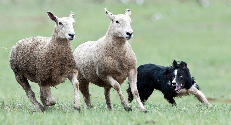 Quali sono le diverse razze di cani da pastore?