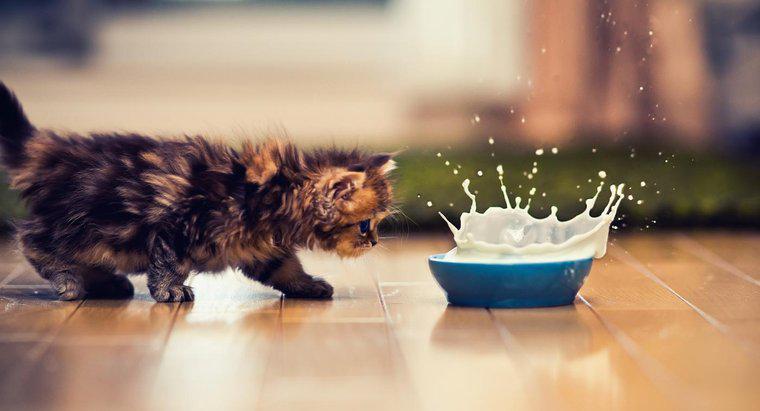 Perché è male per i gatti bere latte?