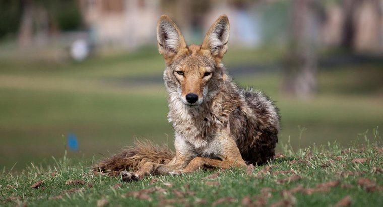 Che animale mangia coyote?