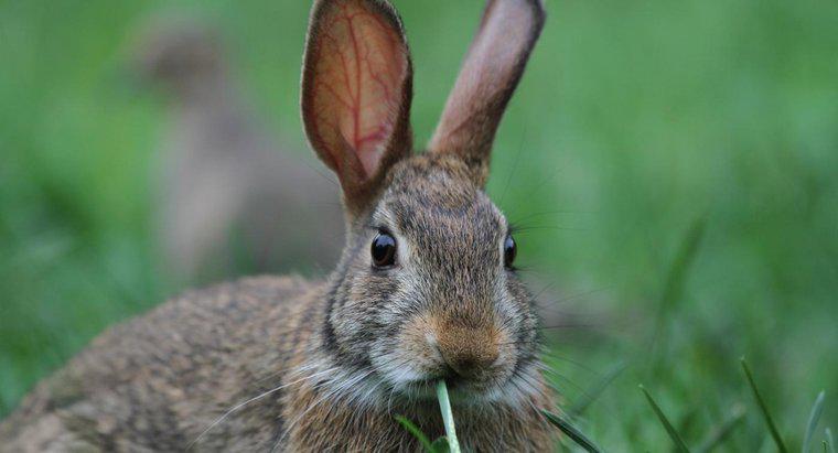 Che suono fa un coniglio?