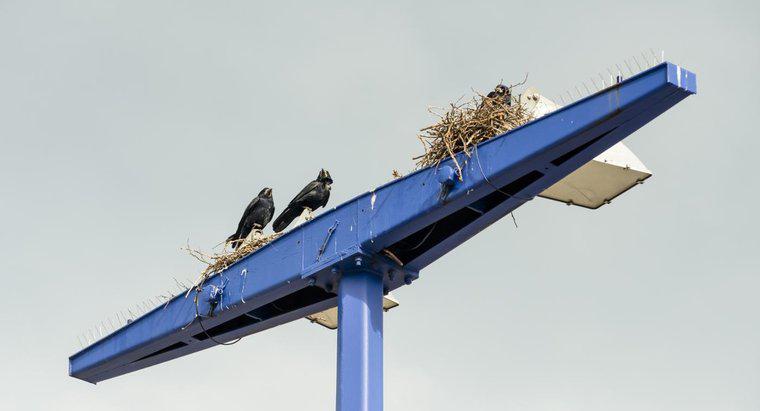 Dove i corvi costruiscono i loro nidi?