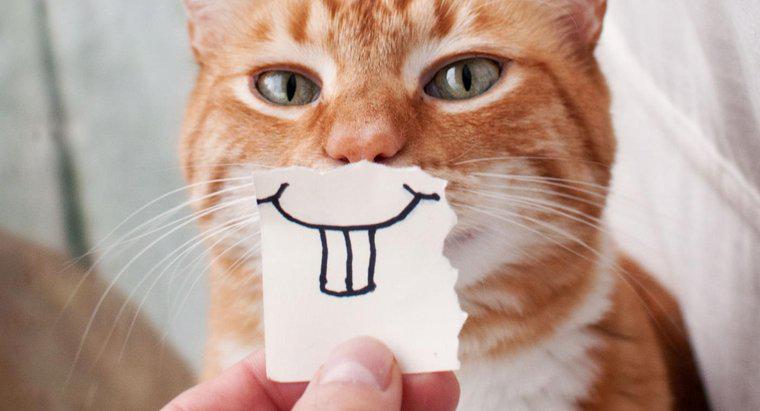 I gatti possono sorridere?
