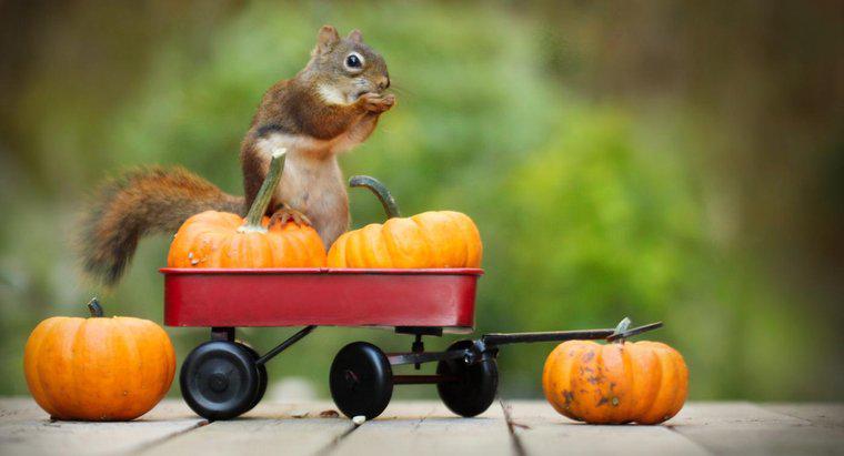 Come puoi evitare agli scoiattoli di mangiare zucche?