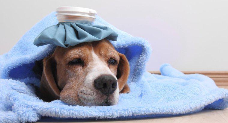 Cosa dai a un cane con la febbre?