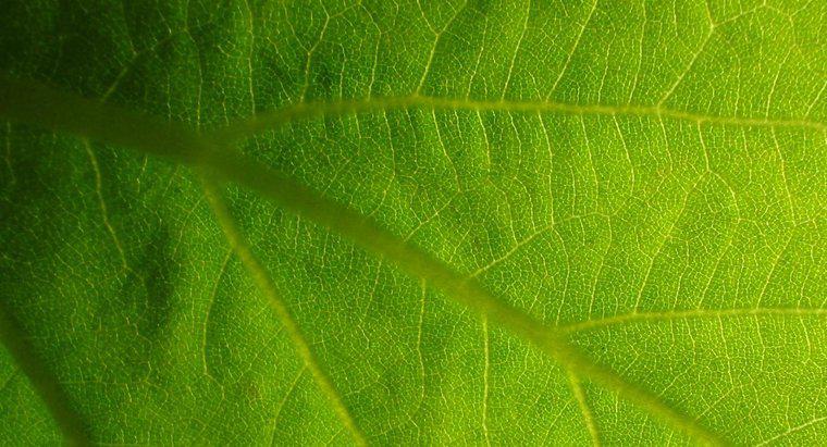 Qual è l'importanza della fotosintesi nella vita?