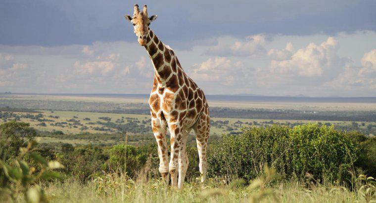 Le giraffe vivono nella foresta pluviale?