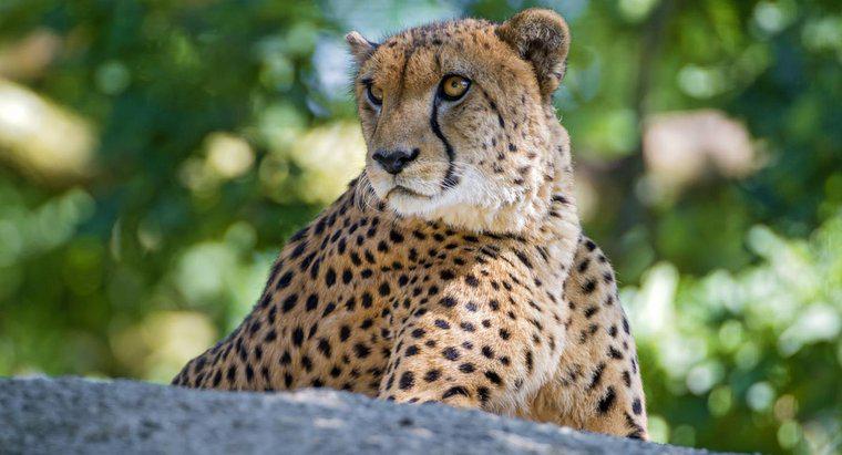 Quanto dura un ghepardo in diretta?