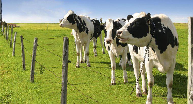 Quanto latte produce una mucca Holstein?