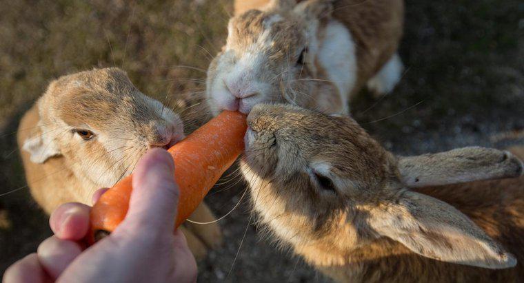Puoi lasciare che i conigli maschi e femmine vivano insieme?