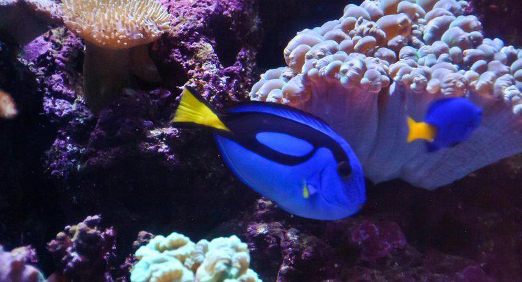 Che tipo di pesce è Dory di trovare Nemo?