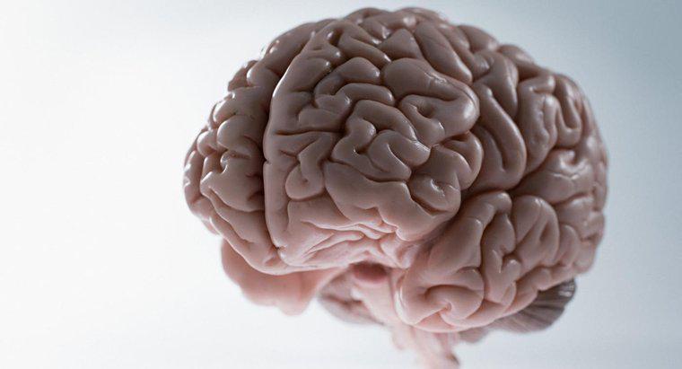 Qual è il peso medio del cervello umano?