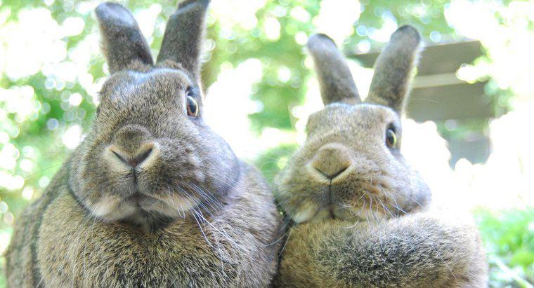 I conigli sono erbivori?