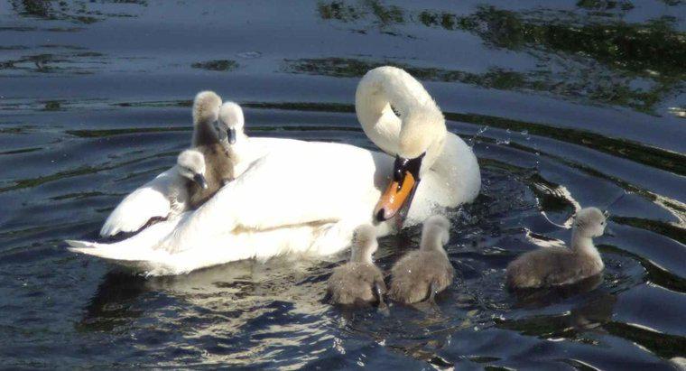 Cosa si chiama Baby Swan?