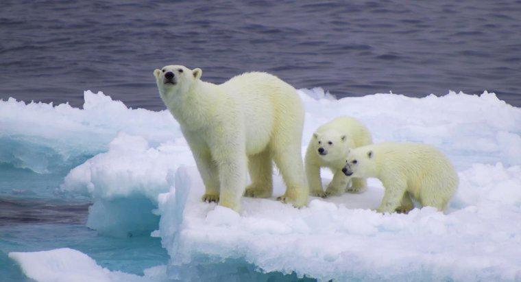 Qual è la nicchia ecologica dell'orso polare?