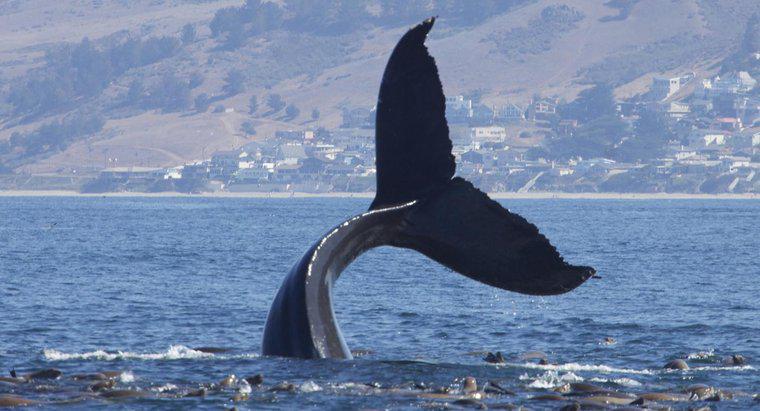 Cos'è chiamato un gruppo di balene?