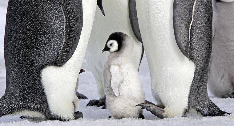 I pinguini sono mammiferi?