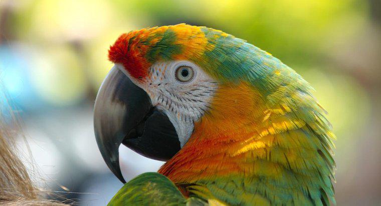 Quali sono i predatori del pappagallo?