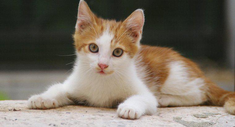 Quali sono alcuni fatti interessanti su gattini e gatti?