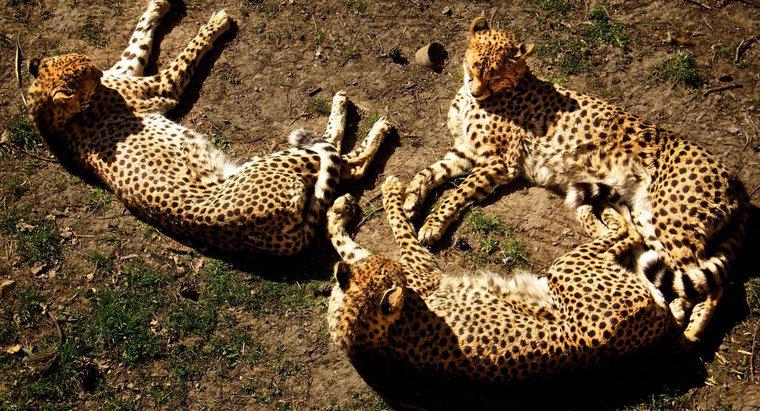Come si chiama un gruppo di ghepardi?