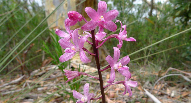 Cosa mangia orchidee nella foresta pluviale?