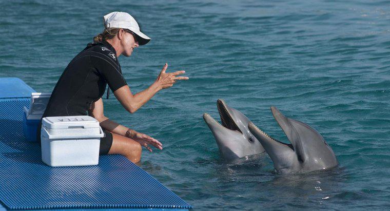 Come parlano i delfini?