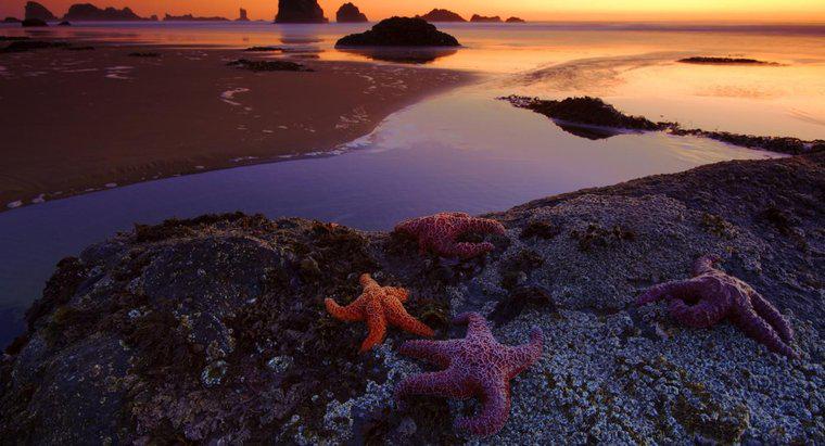 Qual è la funzione delle spine di una stella marina?