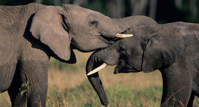 Cosa simboleggiano gli elefanti?