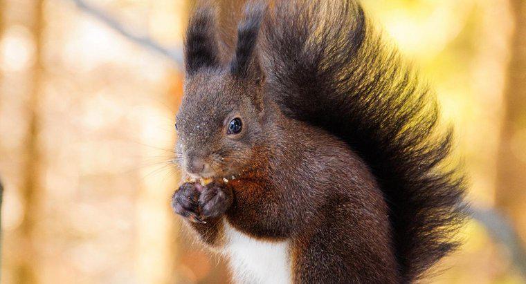 Cosa mangiano e bevono gli scoiattoli?